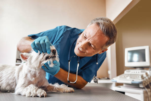 Best Emergency Tooth Extraction in Wendell, NC
